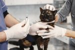 Śmiertelna choroba kotów: drugi przypadek we Wrocławiu. Weterynarze apelują: Nie wypuszczajcie ich z domu!, pexels.com