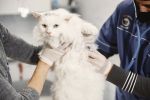 To grypa zabija koty. Lekarze weterynarii: Nie wiemy, czy człowiek jest bezpieczny, pexels.com