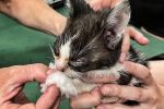 Wrocław: 19-latka obiecywała, że zaopiekuje się kotkami. Zgotowała im straszny los, Dolnośląska Straż ds. Zwierząt