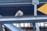 Niebezpieczny ładunek na moście Grunwaldzkim we Wrocławiu - zamknięty most, akcja pirotechników, Dolnośląskie WOPR