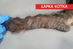 Wrocław: Zwierzęta zagłodziła niemal na śmierć. 
