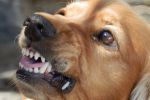 Agresywne psy terroryzują mieszkańców Żernik. 