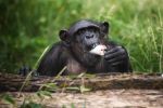 Zmarła Kizi - szympansica z zoo. Gucwińscy karmili ją butelką, ZOO Wrocław