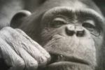 Zmarła Kizi - szympansica z zoo. Gucwińscy karmili ją butelką, Archiwum Elżbiety Gajewskiej