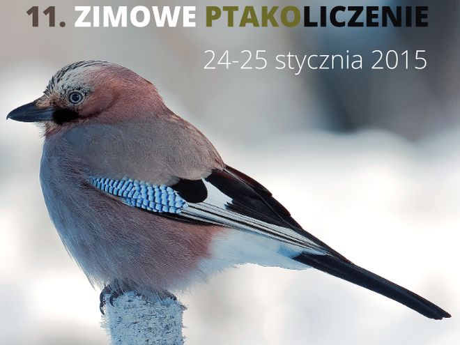 We Wrocławiu chcą policzyć ptaki. Akcja już w ten weekend, a w jednym z parków..., mat. organizatora/C. Korkosz