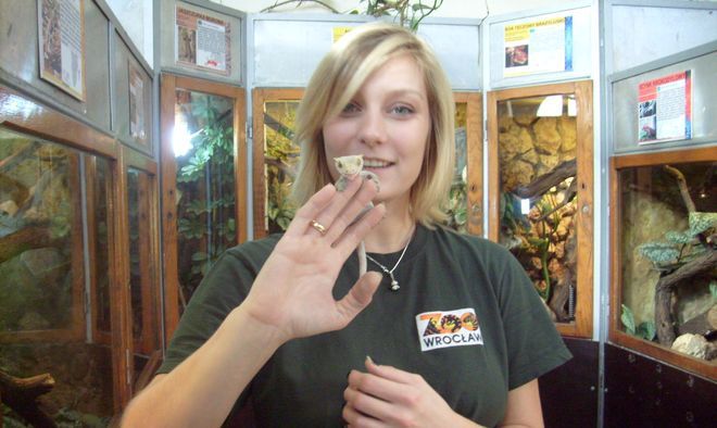 Świat za szybą terrarium w ZOO - poznaj zwierzęta, które lubią miód i gubią ogon, Barbara Surmiak 