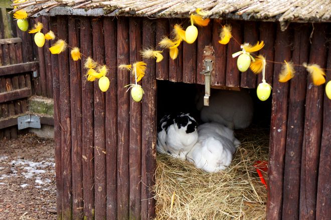 Wielkanoc to idealna okazja do odwiedzenia wrocławskiego Zoo