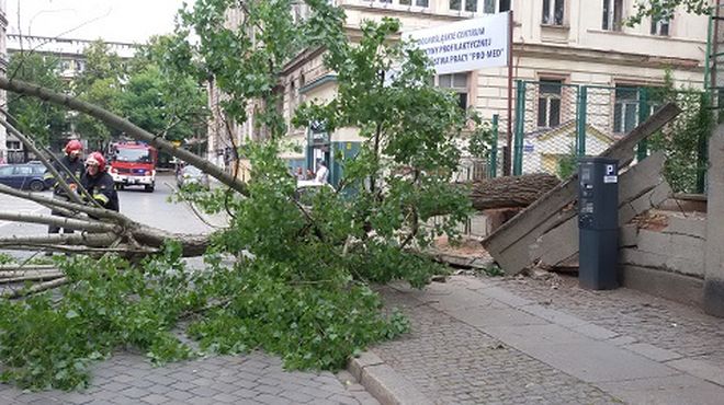 Powalone drzewo zatarasowało ulicę tuż przed siedzibą straży miejskiej [ZDJĘCIA], mat. SM Wrocław