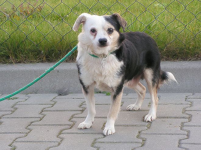 Bezdomnym zwierzakom z wrocławskiego schroniska można teraz pomagać przez internet, mat. prasowe