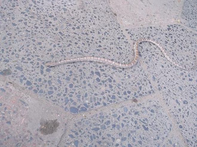 Wąż beztrosko wygrzewał się na przystanku w centrum Wrocławia [ZDJĘCIA], mat. SM Wrocław