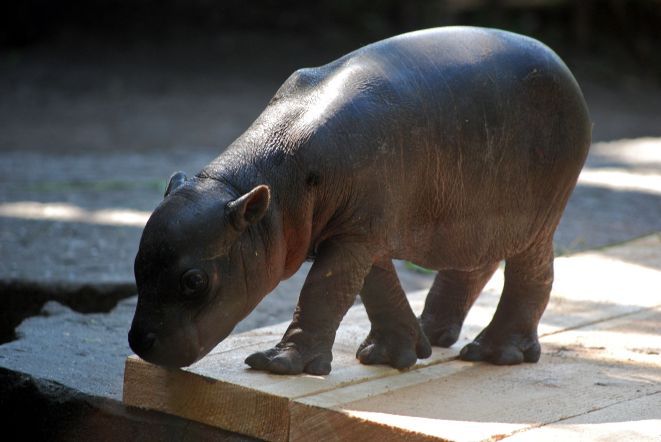 Konkurs na imię dla małego hipopotama, materiały prasowe