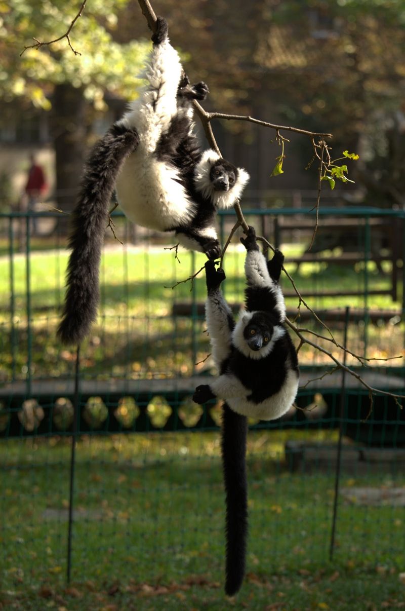 Mieszkańcy zoo zagrożeni wyginięciem: lemur wari, ZOO WROCŁAW