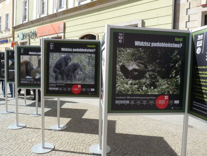 Wrocławskie ZOO przyłącza się do ochrony „planety małp”, js